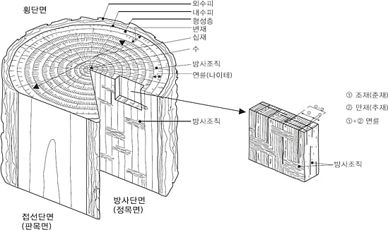 횡단면-외수피, 내수피, 형성층 변재, 심재, 수, 방사조직 연륜(나이테) / 접선단면(판목면) / 방사단면(정목면)-방사조직 / 방사조직-조재(춘재), 만재(추재), 연륜(조재+만재) 등 침엽수의 구조 및 삼단면