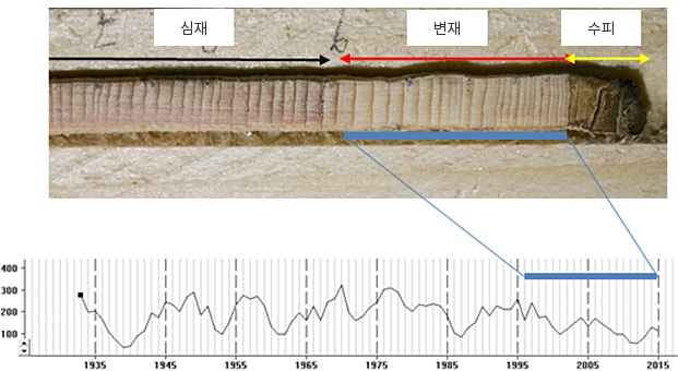 심재, 변재, 수피 등 목부재에서 추출한 코어로부터 연륜패턴을 측정하여 그래프화 함