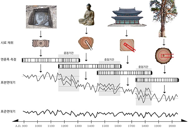 정확기 연륜의 연대를 아는 현생목으로부터 고건축, 목조유물, 선사유적 발굴 목재에 이르기까지 시대별로 독특하게 나타나는 연륜패턴을 중첩시키어 장기간의 표준연대기를 작성한 모식도