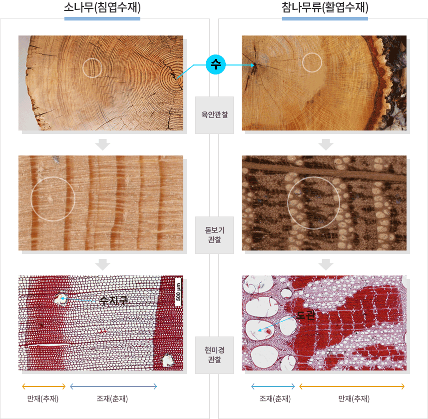 소나무, 참나무에 대한 육안관찰, 돋보기 관찰, 현미경 관찰 이미지